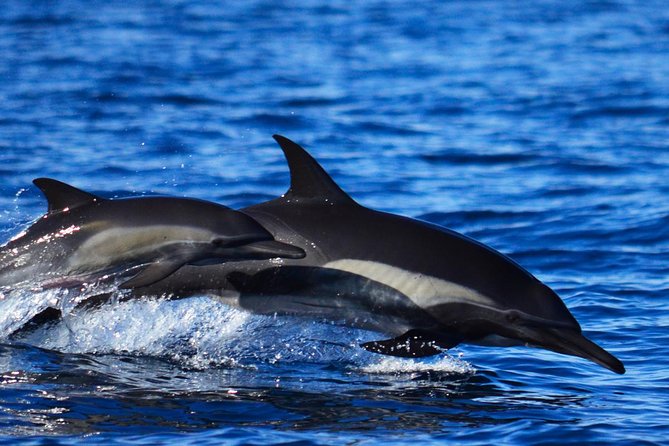 Whale Watching Tour -Incl FREE photos - The Boat and Comfort Features