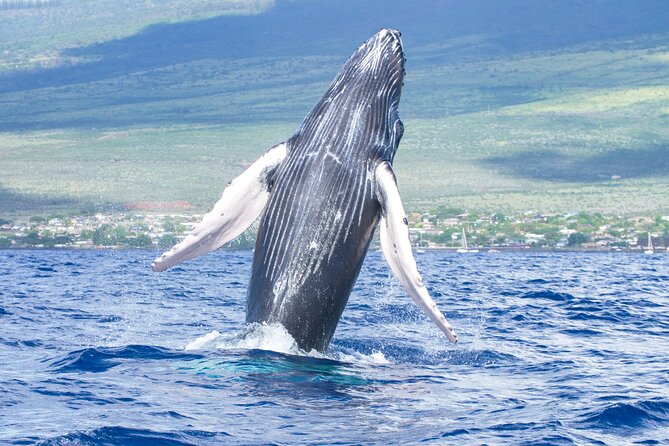 Whale Watching Tour on a Charming Hawaiian Catamaran From Maalaea - Key Points