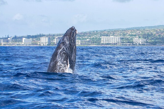 Whale Watching Tour on a Charming Hawaiian Catamaran From Maalaea - Views of Maui, Molokai, and Lanai