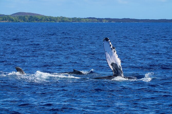 Whale Watching Tour on a Charming Hawaiian Catamaran From Maalaea - Food, Drinks, and Entertainment