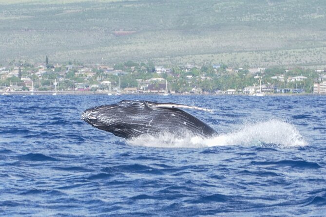 Whale Watching Tour on a Charming Hawaiian Catamaran From Maalaea - Weather and Safety Considerations