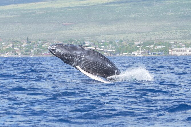 Whale Watching Tour on a Charming Hawaiian Catamaran From Maalaea - What Sets This Tour Apart