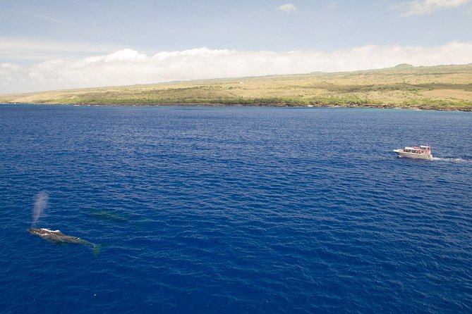 Whale Watching Tour: Whales Guaranteed in Kona Waikoloa - Expert Guides Make Whale Watching Exciting and Educational