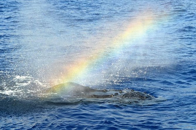 Whale Watching Tour: Whales Guaranteed in Kona Waikoloa - Practical Information on Booking and Cancellation