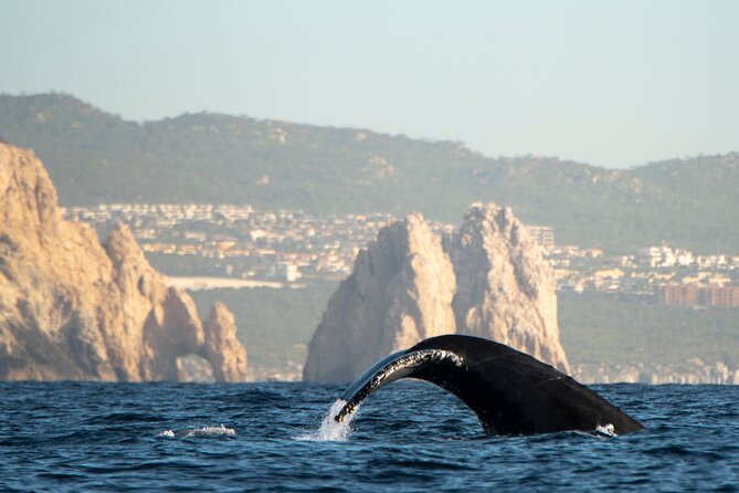 Whale Watching Tour with Arch and Beach in Cabo San Lucas - Exploring Cabos Iconic Rock Formations and Landmarks
