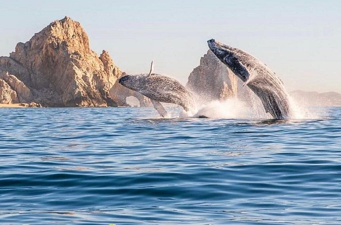 Whale Watching Tour with Arch and Beach in Cabo San Lucas - Value for Money and Flexibility