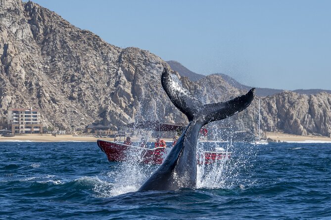 Whale Watching Tour with Arch and Beach in Cabo San Lucas - Who Will Most Appreciate This Tour?
