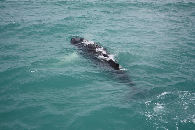 Whale Watching Tour with Professional Guide from Reykjavik - Practical Tips for a Successful Trip