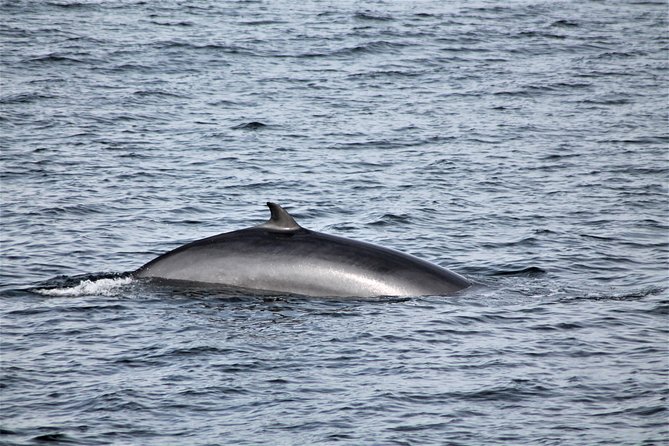Whale Watching Tour with Professional Guide from Reykjavik - The Experience on Board