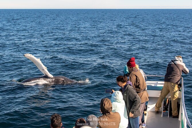 Whale Watching Trips to Stellwagen Bank Marine Sanctuary. Guaranteed sightings! - Key Points