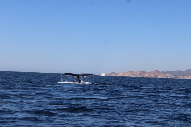 Whale Watching Warranty in San José del Cabo Snacks and drinks - Responsible Ecotourism and Respect for Marine Life