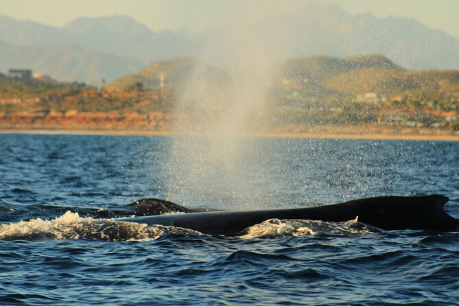 Whale Watching Warranty in San José del Cabo Snacks and drinks - What Makes This Tour Stand Out in San José del Cabo