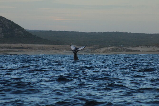 Whale Watching Warranty in San José del Cabo Snacks and drinks - Practical Tips and Considerations