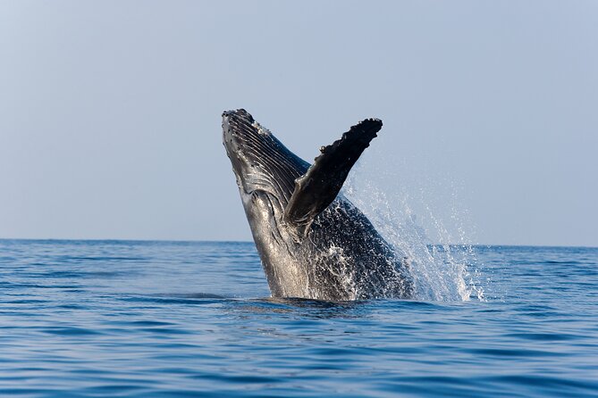 Whale Watching with Lunch and transportation included - Exciting Whale Watching Tour with Lunch and Transportation in Cabo San Lucas