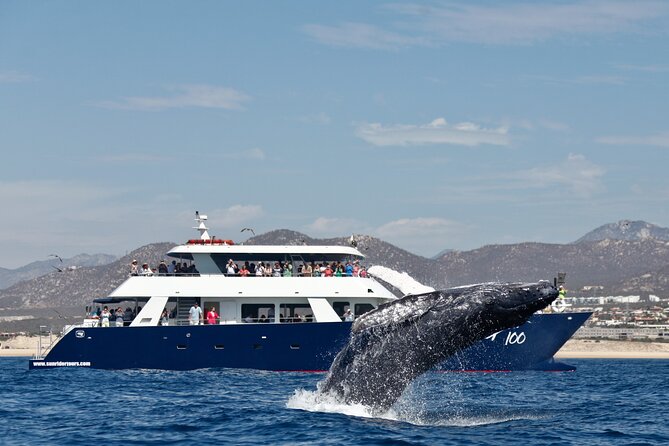 Whale Watching with Lunch and transportation included - Key Points