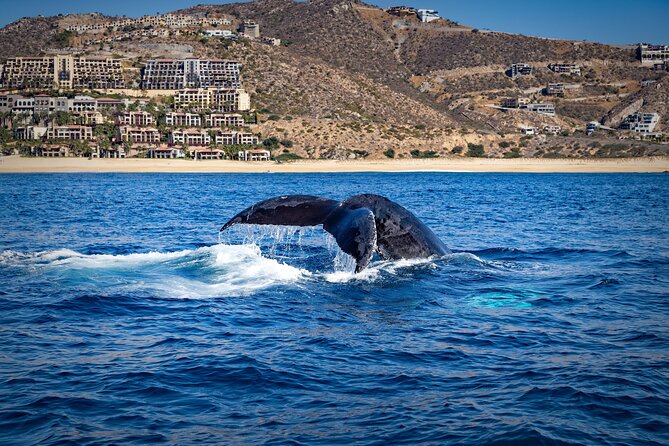 Whale Watching with Lunch and transportation included - Weather and Season Considerations for the Tour