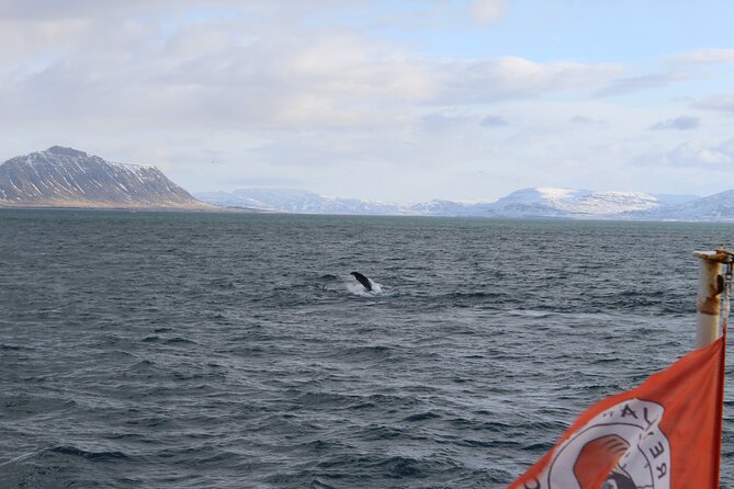 Whale Wonders Morning Expedition from Reykjavík - Exciting whale watching from Reykjavík at an accessible price