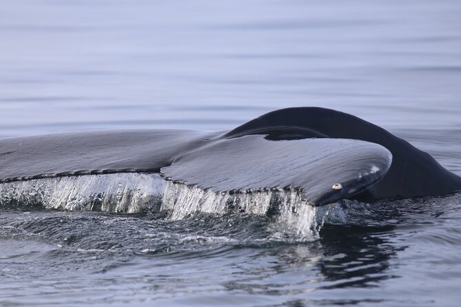 Whale Wonders Morning Expedition from Reykjavík - The marine wildlife you might see