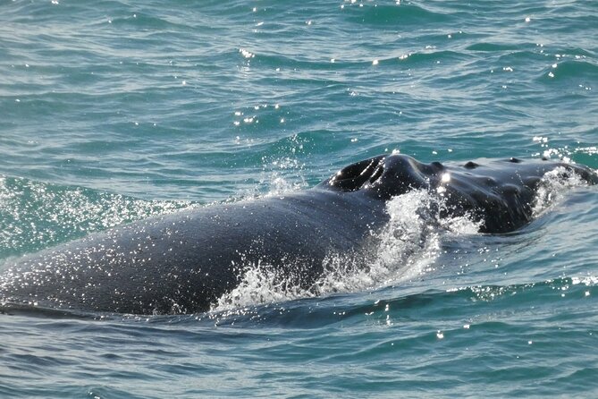 Whale Wonders Morning Expedition from Reykjavík - The experience with the crew and guides