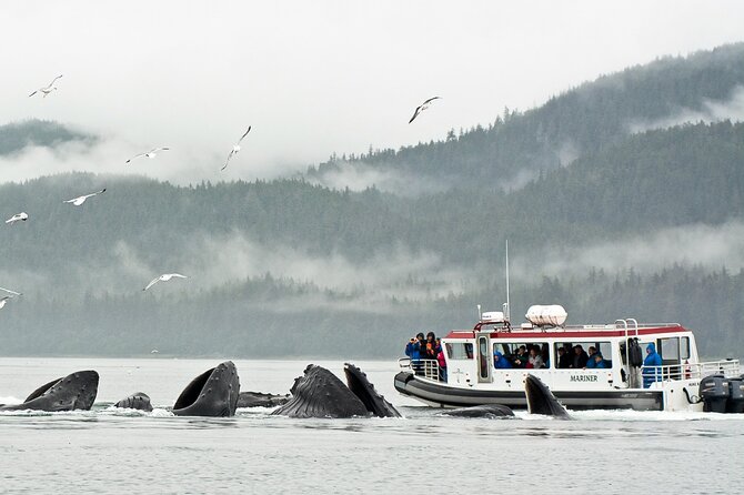 Whales and Wilderness Exploration - Viewing Alaska’s Glaciers and Wildlife from the Water