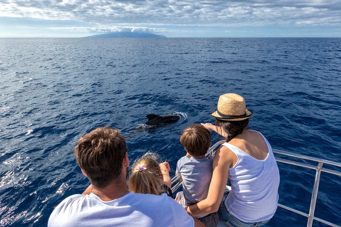 Whales & Dolphins watching in exclusive sailboat - Key Points