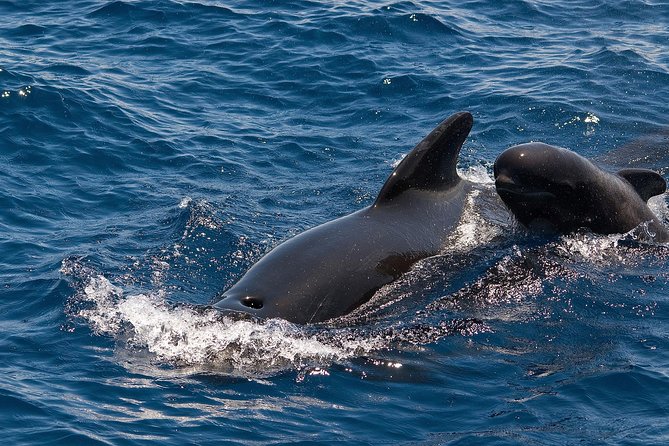 Whales & Dolphins watching in exclusive sailboat - Tenerife’s Marine Life in Its Natural Habitat