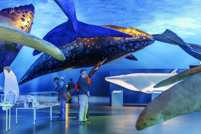 Whales Of Iceland Admission Ticket - Interactive Exhibits and Multimedia Content