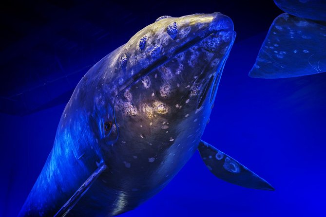 Whales Of Iceland Admission Ticket - Amenities and Nearby Facilities