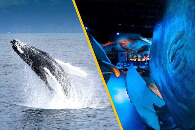 Whales of Iceland from Land and Sea - The Whale Watching Route in Faxaflói Bay