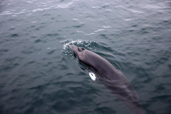 Whales of Iceland from Land and Sea - Practical Details: Group Size, Comfort, and Accessibility