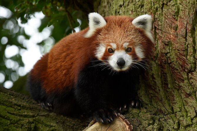 Whipsnade Zoo Entry Ticket - Outdoor Play Area: Over 7,800m² of Family Fun