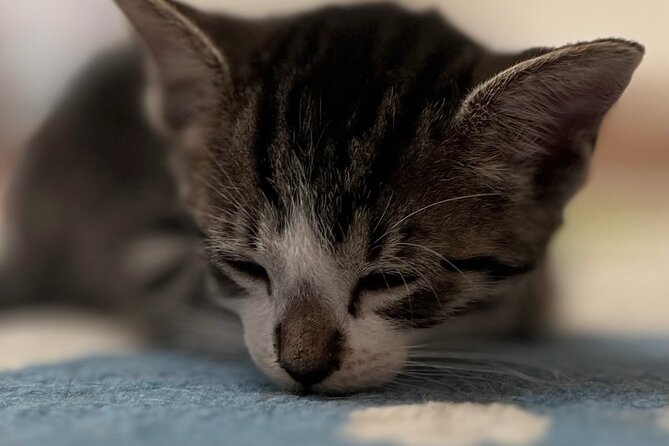 Whiskers & Coffee: Relax and Play with Adorable Cats - The Importance of Socks and How to Prepare