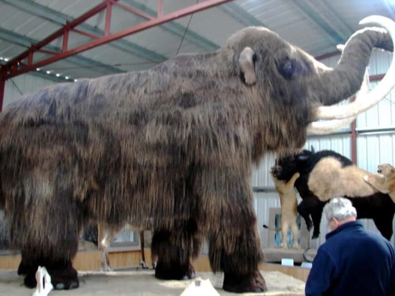 Whitehorse: Aurora Viewing with Wild Adventure Yukon - Aurora Viewing: Choose Your Arctic Setting