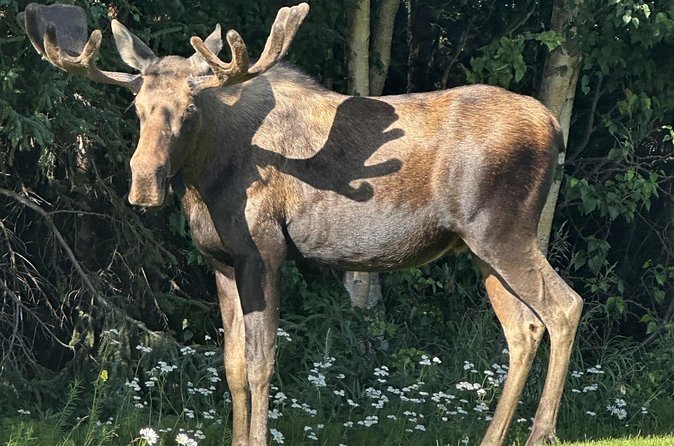 Whittier to Anchorage Sightseeing with Wildlife Tour - Alaska Wildlife Conservation Center Experience