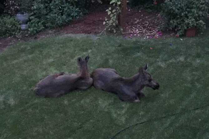 Whittier to Anchorage Sightseeing with Wildlife Tour - Scenic Drive Along Seward Highway with Wildlife Spotting