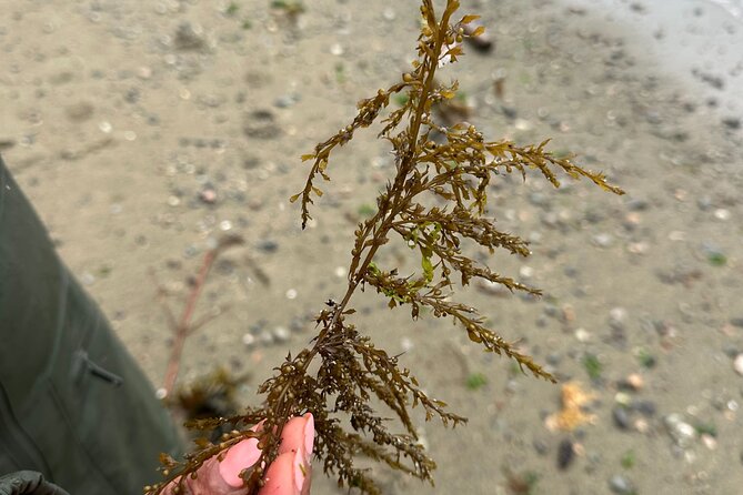 Whytecliff Park Indigenous Salish Sea Walking Tour - Practical Details and Accessibility