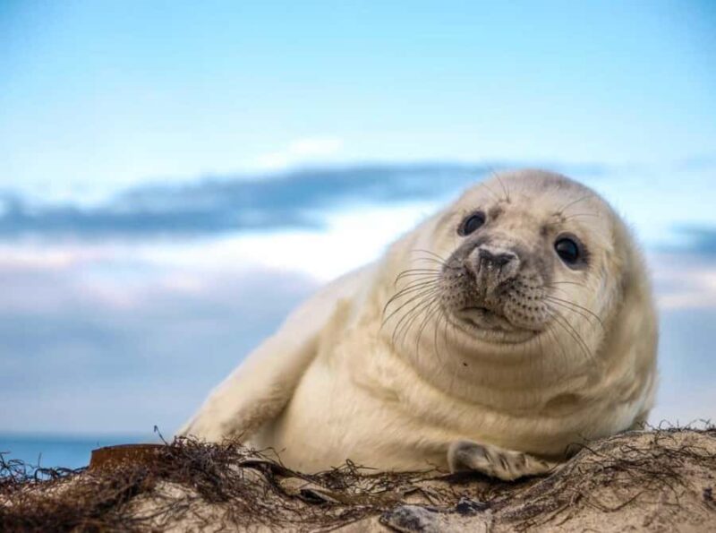 Wickford, RI: Narragansett Bay Seal-Watching Tour by Boat - Discover Wickford’s Seal-Watching Adventure by Boat