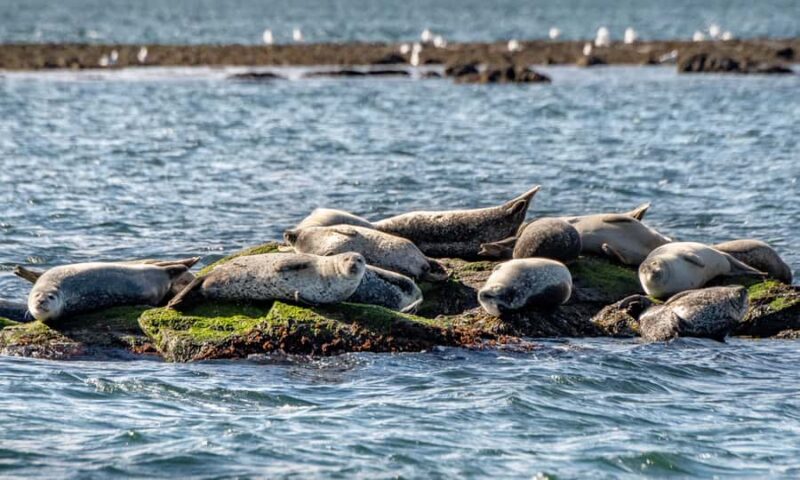 Wickford, RI: Narragansett Bay Seal-Watching Tour by Boat - Key Points