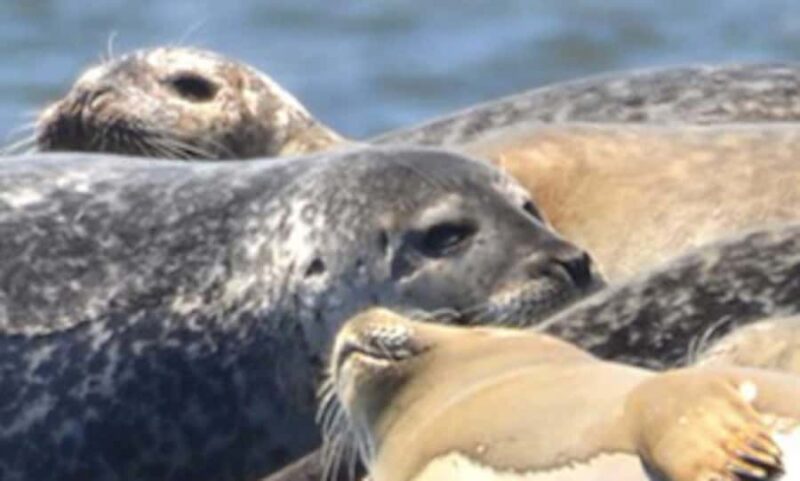 Wickford, RI: Narragansett Bay Seal-Watching Tour by Boat - The Comfortable Coastal Queen Vessel
