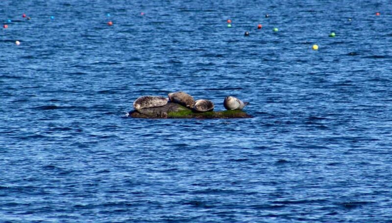 Wickford, RI: Narragansett Bay Seal-Watching Tour by Boat - What to Expect During the Seal-Watching Tour
