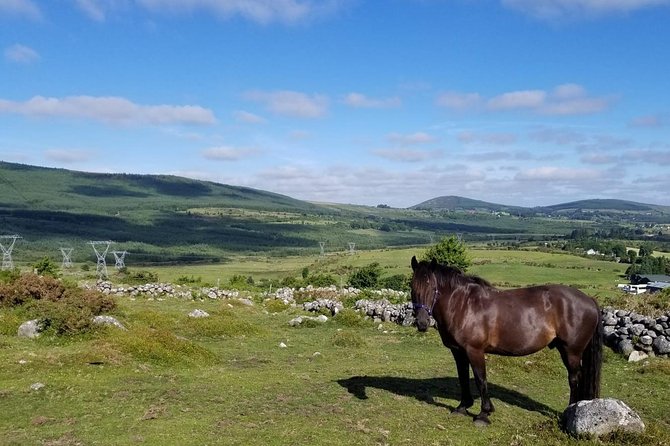 Wicklow Mountains Horse Trekking - Meeting at Hollywood Horse and Pony Trekking near Ballymore Eustace