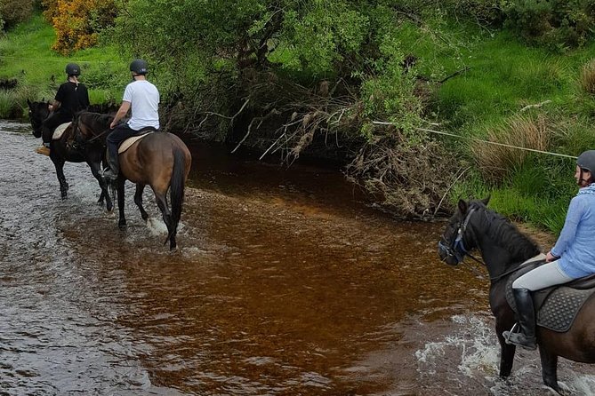 Wicklow Mountains Horse Trekking - The Horses: Calm, Well-Behaved, and Friendly