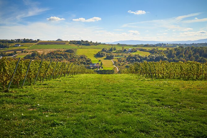 Wieliczka Vineyard: Wine tasting with local snacks - Winding Through the Wieliczka Vineyard’s Unique Location