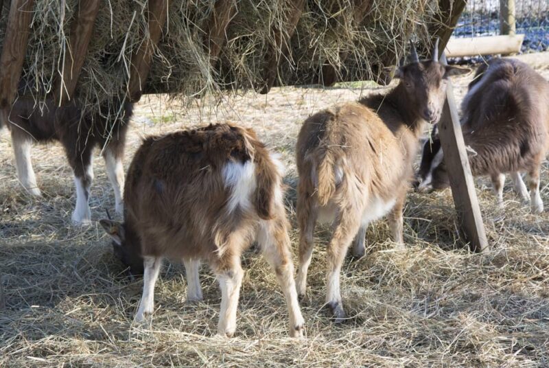 Wiesbaden: Certified organic farm - Domäne Mechtildshausen - Who Will Enjoy This Tour Most