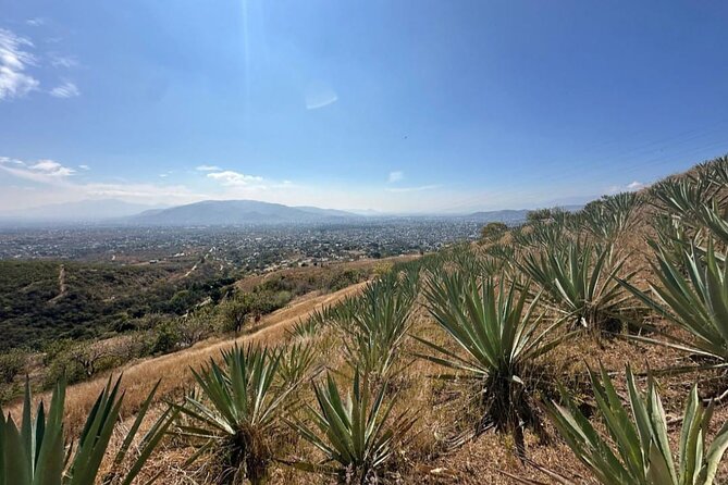 Wild Agaves Hiking Experience in Oaxaca - Key Points
