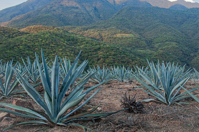 Wild Agaves Hiking Experience in Oaxaca - Learning the History and Reproduction of Agave Plants