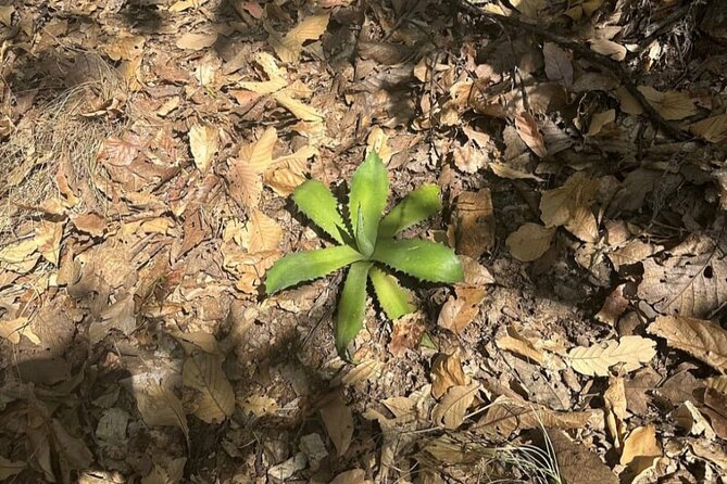 Wild Agaves Hiking Experience in Oaxaca - Mezcal Tasting: Sampling Different Flavors of Oaxaca’s Spirit