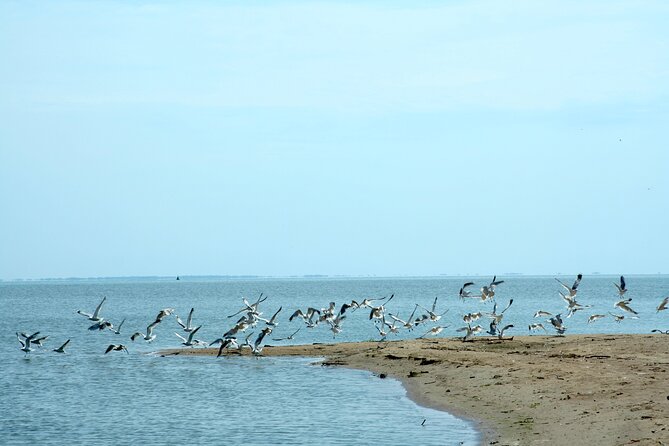 Wild Beach single handed Blokart Safari - A Family-Friendly Outdoor Adventure