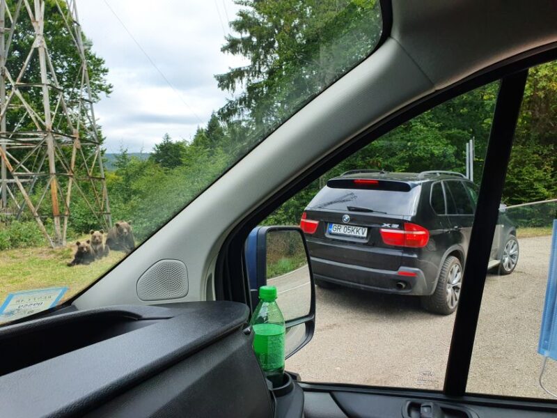 Wild Bears and Dracula Private Day Tour - Watching Wild Brown Bears Relax by the Road