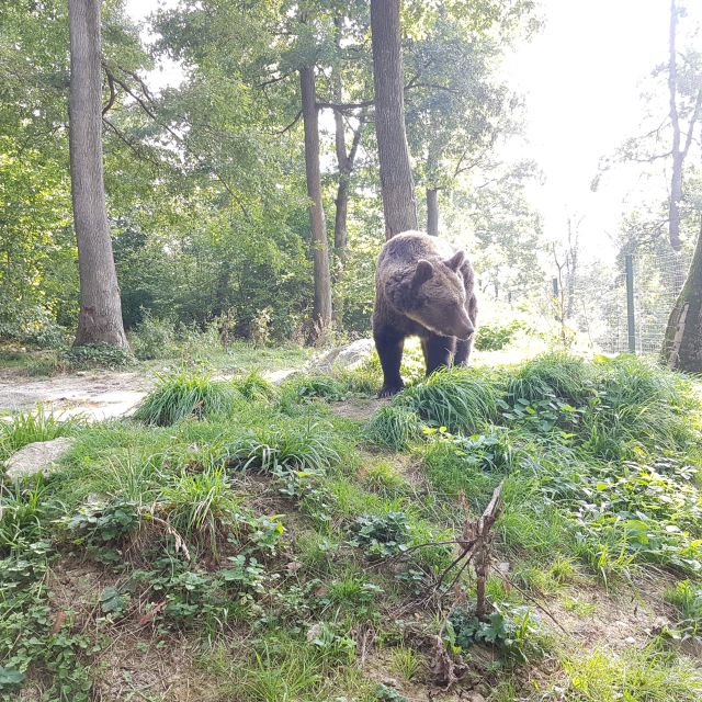 Wild Bears and Dracula Private Day Tour - Scenic Drive Through Wallachia and Targoviste